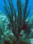 AmbergrisCaye05 - 052